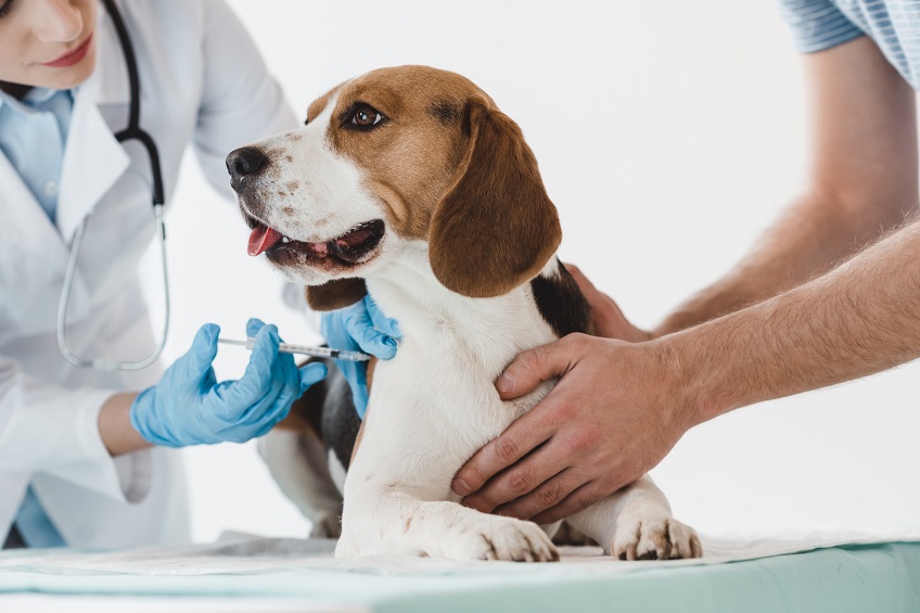 Vaccinations Keep Your Dog Safe