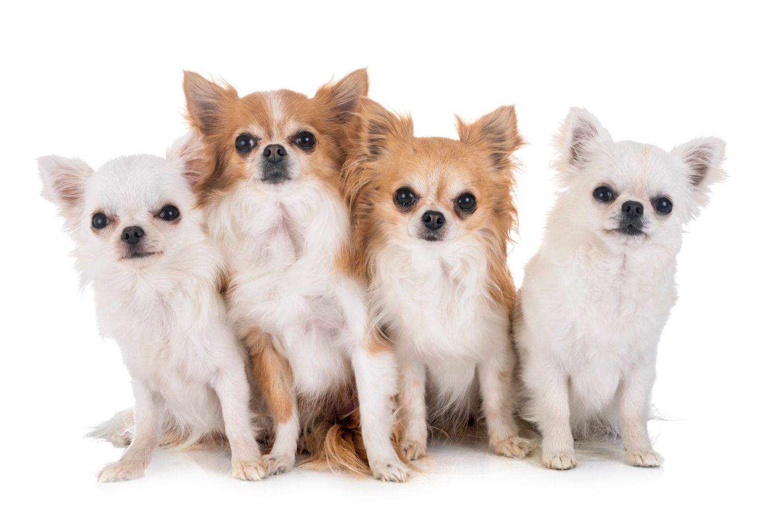 On The Spot Pet Care Small Doggy Daycare in American Fork Utah