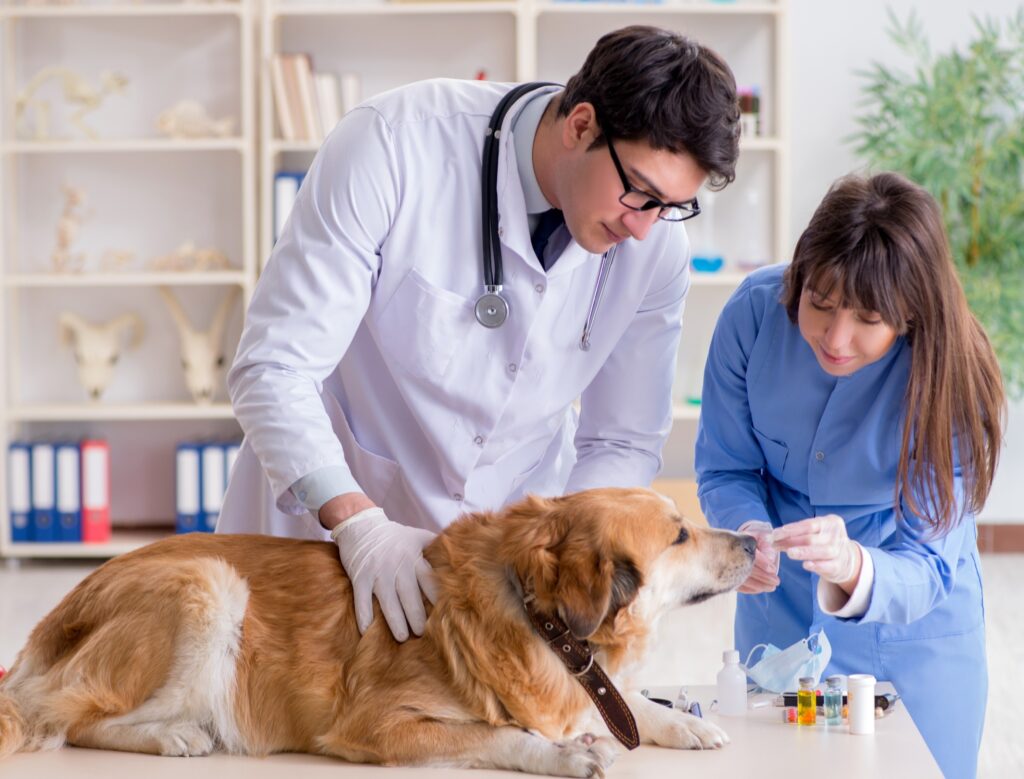 Common Ailments/Illnesses Dogs Can Get from Social Settings – Part 2