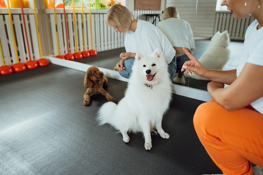 Considerations for Behavior at Dog Boarding Facilities