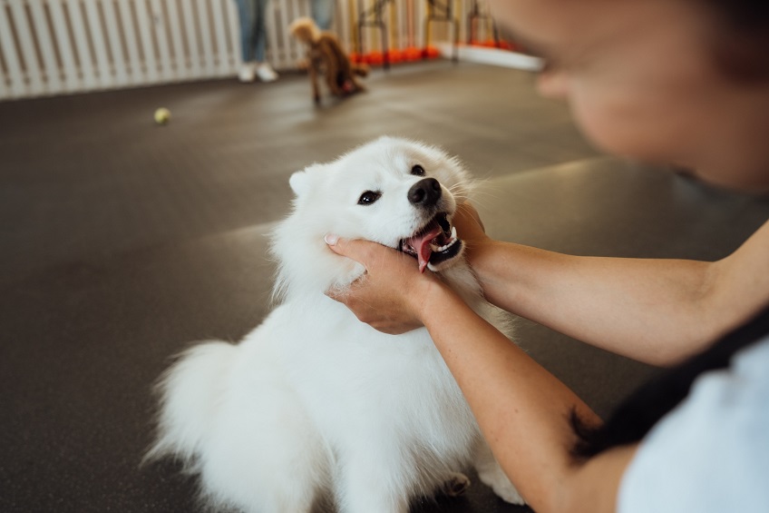 A stress-free experience for your furry friend: Getting Your Dog Ready for Short-Term Boarding