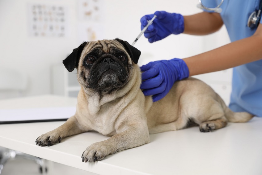 Vaccinations: A Key to Your Dog's Health and Safety