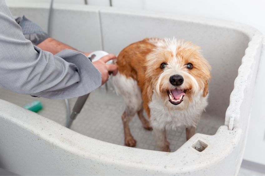 Pampered Pooches: How Professional Baths Benefit Your Furry Friend