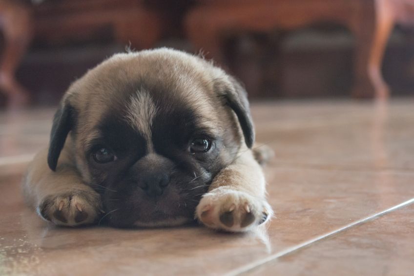 A Sociable Start Laying the Foundation for a Joyful Canine Life