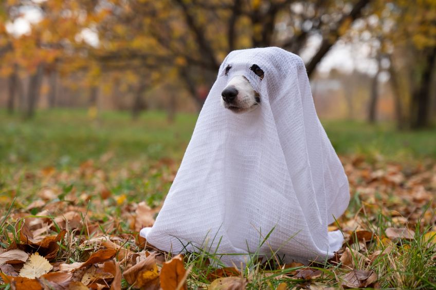 Keeping Your Dog Safe Around Halloween Candy