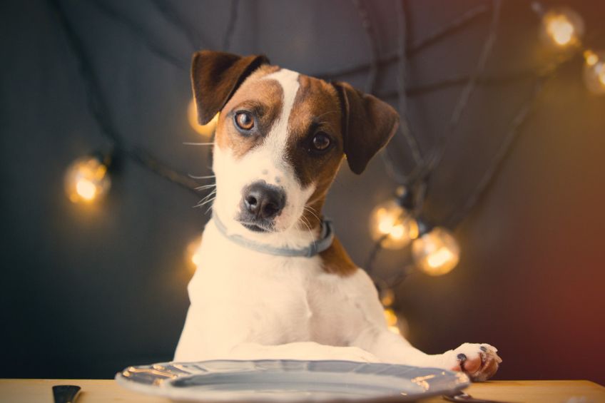 Sharing Thanksgiving with Your Dog: What’s Safe to Serve