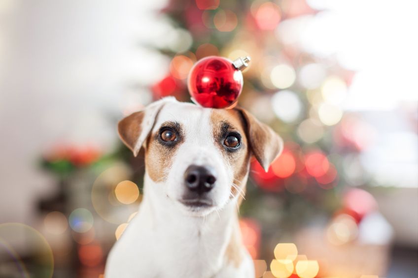 Holiday Travel 5 Ways to Soothe Your Dogs Separation Anxiety