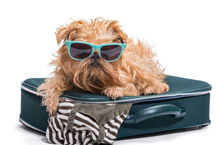 New Year, New Adventures: How Dog Boarding Can Help You Plan Your Dream Vacation