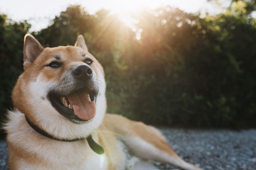 The Secret to a Happier, Healthier Pet